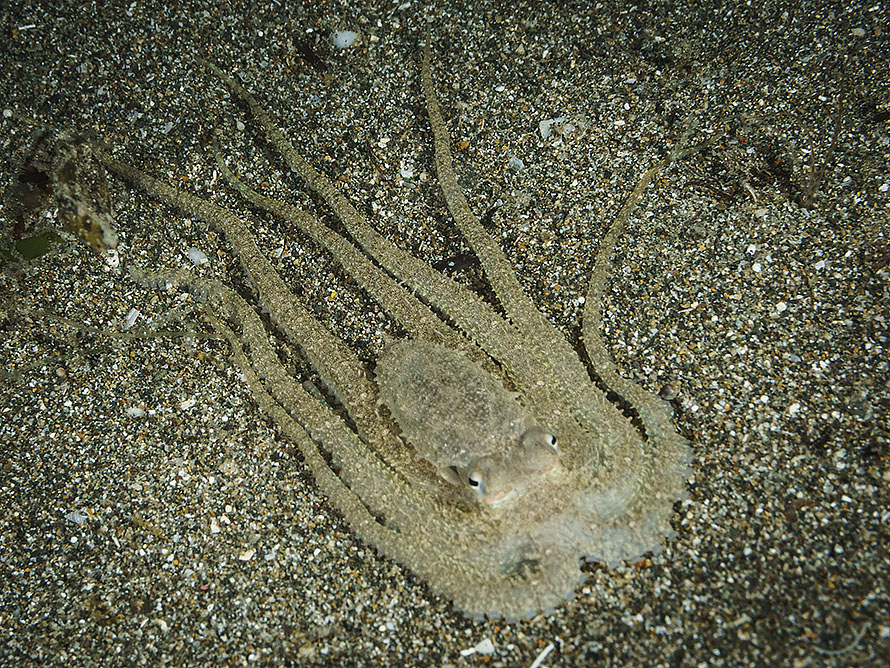 Thaumoctopus mimicus